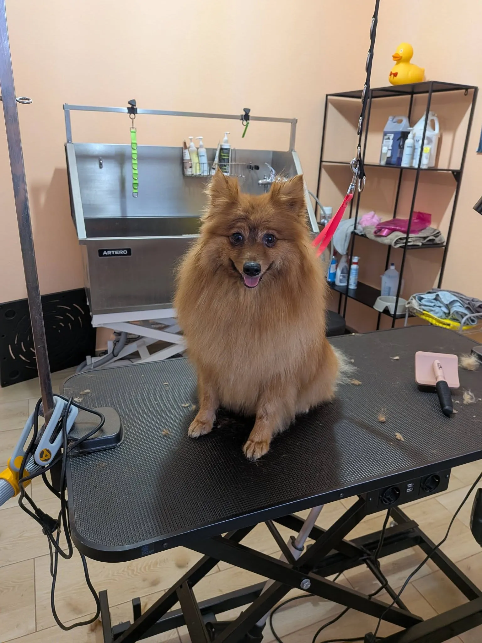 Hundepflege im Nono Hundesalon