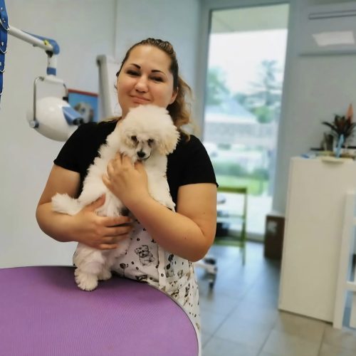 Kata Szokoli arbeitet konzentriert an einem Hundestyling im Salon